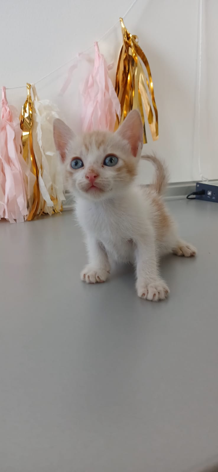 Foto de Inosuke